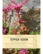 Sortenschild, Sedum spurium 'Fuldaglut'