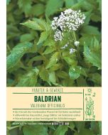 Sortenschild, Valeriana officinalis