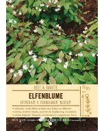 Sortenschild, Epimedium x youngi. 'Niveum'