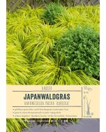 Sortenschild, Hakonechloa macra 'Aureola'