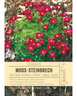 Sortenschild, Saxifraga Arendsii 'Harder Zwerg'