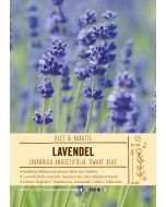 Sortenschild, Lavandula angustifolia 'Dwarf Blue'