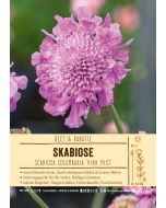 Sortenschild, Scabiosa columbaria 'Pink Mist'
