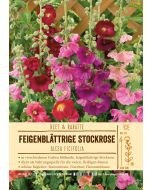 Sortenschild, Alcea ficifolia