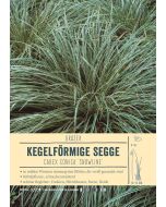 Sortenschild, Carex conica 'Snowline'