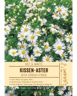 Sortenschild, Aster Dumosus-Hybride