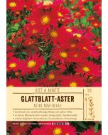 Sortenschild, Aster novi-belgii