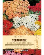 Sortenschild, Achillea millefolium 'Summer Pastels'