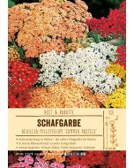 Sortenschild, Achillea millefolium 'Summer Pastels'