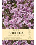 Sortenschild, Phlox subulata 'Candy Stripes'