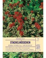Sortenschild, Acaena microphylla 'Kupferteppich'