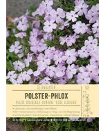 Sortenschild, Phlox Douglasii-Hybride 'Rose Cushion'