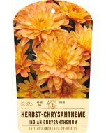 Bildstabetikett, Chrysanthemum Indicum-Hybr. VS
