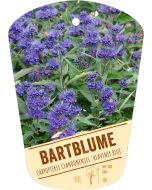 Caryopteris clandonensis 'Heavenly Blue', Bildhängeetikett VS