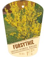 Forsythia interm. 'Minigold', Bildhängeetikett VS