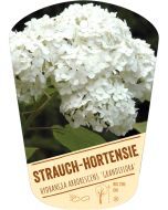 Hydrangea arborescens 'Grandiflora', Bildhängeetikett VS