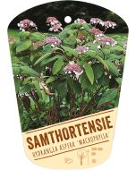 Hydrangea aspera 'Macrophylla', Bildhängeetikett VS
