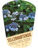 Hydrangea serrata 'Bluebird', Bildhängeetikett VS