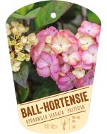 Hydrangea serrata 'Preziosa', Bildhängeetikett VS