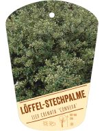Ilex crenata 'Convexa', Bildhängeetikett VS