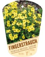 Potentilla fruticosa 'Goldstar', Bildhängeetikett VS