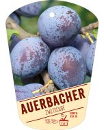 Prunus domestica 'Auerbacher', Bildhängeetikett VS: