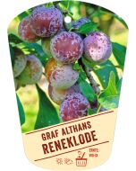 Prunus domestica 'Graf Althans Reneklode', Bildhängeetikett VS: