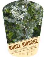 Prunus fruticosa 'Globosa', Bildhängeetikett VS