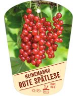 Ribes rubrum 'Heinemanns Rote Spätlese', Bildhängeetikett VS: