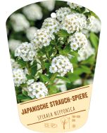 Spiraea nipponica, Bildhängeetikett VS