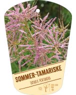 Tamarix pentandra, Bildhängeetikett VS: