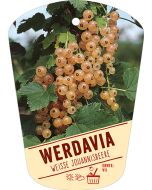 Ribes rubrum 'Werdavia', Bildhängeetikett VS: