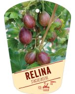 Ribes uva-crispa 'Relina'(S), Bildhängeetikett VS: