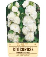 Bildstabetikett, Alcea rosea 'Pleniflora' VS