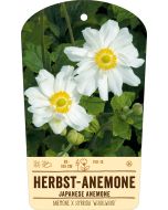 Bildstabetikett, Anemone x hybrida 'Whirlwind' VS