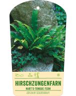 Bildstabetikett, Asplenium scolopendrium VS