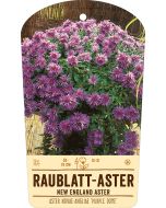 Bildstabetikett, Aster novae-angliae 'Purple Dome' VS