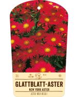 Bildstabetikett, Aster novi-belgii VS