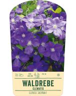 Bildstabetikett, Clematis 'Jackmanii' VS