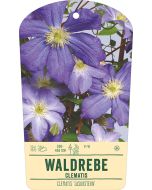 Bildstabetikett, Clematis 'Lasurstern' VS
