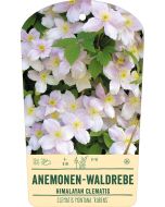 Bildstabetikett, Clematis montana 'Rubens' VS