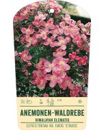 Bildstabetikett, Clematis montana 'Tetrarose' VS