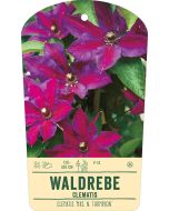 Bildstabetikett, Clematis 'Mrs. N. Thompson' VS