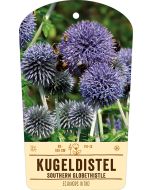 Bildstabetikett, Echinops ritro VS