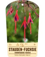 Bildstabetikett, Fuchsia magellan. 'Gracilis' VS