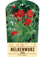 Bildstabetikett, Geum 'Feuerball' VS