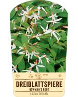 Bildstabetikett, Gillenia trifoliata VS