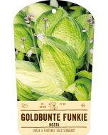 Bildstabetikett, Hosta x fortunei 'Gold Standard' VS