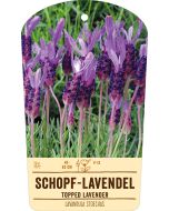 Bildstabetikett, Lavandula stoechas VS