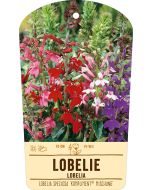 Bildstabetikett, Lobelia speciosa 'Kompliment' ® VS